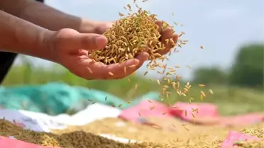 Çin'in Hunan eyaletinde yeni tarım modeli deneniyor