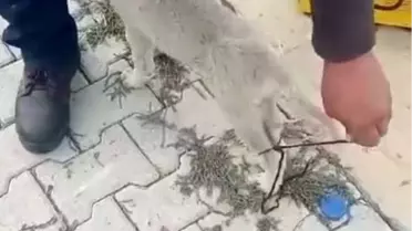 Elazığ'da Arka Ayakları Bağlı Köpek Kurtarıldı