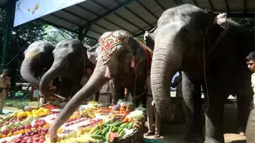 Myanmar'daki Yangon Hayvanat Bahçesi'nde Momo'nun 70. doğum günü kutlandı