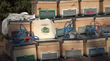 Enerjisa Üretim, Çanakkale'deki Bal Ormanı İçin Destek Sağladı