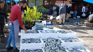 Erzincan'da Hamsi Bolluğu: Kilosu 50 Liradan Alıcı Buluyor