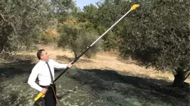 Kaymakam İlyas Memiş, Burhaniye'de Zeytin Hasadına Katıldı