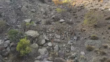 Giresun'da Yaban Keçisi Sürüsü Dron ile Görüntülendi