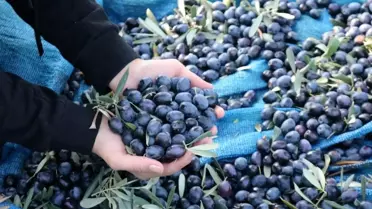 Marmarabirlik Zeytin Fiyatlarını Güncelledi