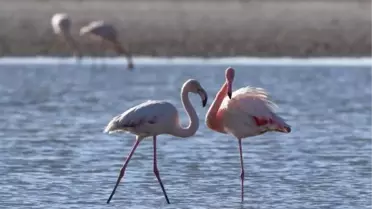 Van'da Flamingoların Göç Hazırlığı