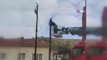 İtfaiye ekipleri yaramaz kedi için seferber oldu