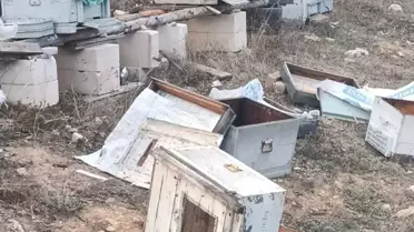Karabük'te Ayılar Arı Kovanlarına Zarar Verdi
