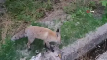 Tilki ilçeyi mesken tuttu
