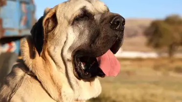 Aksaray Malaklı köpeği dünyaya açıldı