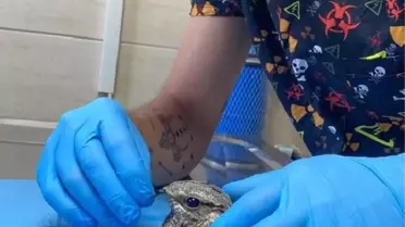 Yalova'da yaralı çobanaldatan kuşu tedavi altına alındı