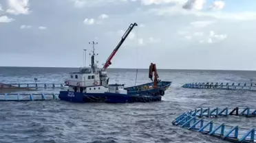 Malta'nın Mavi Yüzgeçli Orkinosları Çin Pazarında Yeni Fırsatlar Yakalıyor