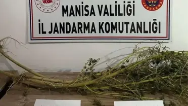 Salihli'de Hint keneviri yetiştirip ikametinde kurutan şahıs yakalandı