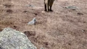 Ardahan'da Fil İddiası Jandarmayı Harekete Geçirdi