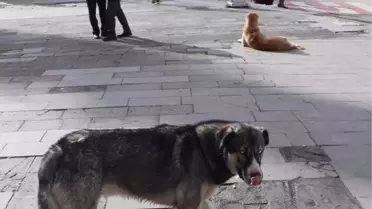 Prof. Dr. Sabuncuoğlu: 'Köpek görünce ağaç olacaksın' düşüncesi yanlış