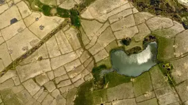 Endonezya'da Pirinç Üretimi Azalıyor