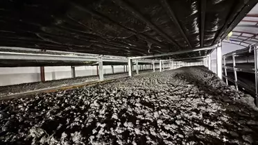 Erzurum'dan İstanbul'a giden yönetici, devlet desteğiyle mantar üretimine başladı