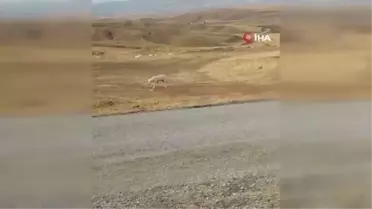 Kırıkkale'de 71 yaşındaki vatandaş sahipsiz köpeği av tüfeğiyle vurdu