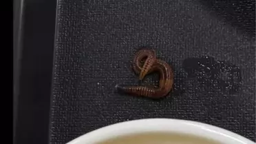 Samsun'da üniversite öğrencisinin yemeğinin içinden çıkanlar mide bulandırdı