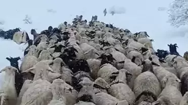 Erzincan'da yaylada mahsur kalan çobana yardım