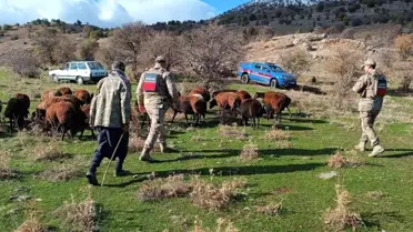 Elazığ'da Kaybolan 40 Koyun Jandarma Tarafından Bulundu