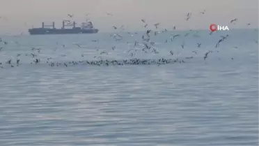 Kafkametler Gemisi'ndeki kayıp 9 mürettebatı arama çalışmaları sürüyor