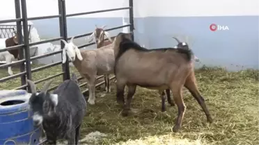 Siirt'te et ve süt verimi yüksek keçi ırkları melezlenecek