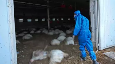 Kuş gribi Japonya'da yeniden hortladı! 40 bin kanatlı hayvan itlaf edilecek