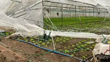 Çorum'da fırtına ve yağış marul serasına zarar verdi