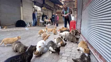 Depremin vurduğu Hatay'da sokak kedilerine destek