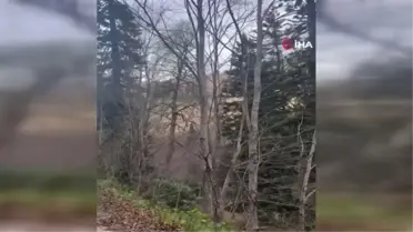 Gümüşhane'de fırtına yüzlerce yıllık ağacı devirdi