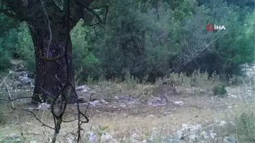 Anadolu parsı aylar sonra bir kez daha görüntülendi