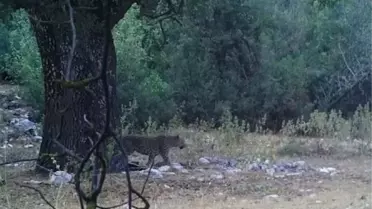 Türkiye'deki Anadolu parsının yeni görüntüsü paylaşıldı