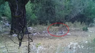 Fotokapana yakalanan Anadolu Parsı asaletiyle büyüledi