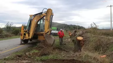 Söke Belediyesi, kuruyan kavak ağaçlarını sökerek çınar ağaçları dikmeye başladı