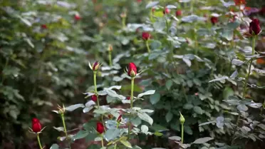 Mersin'de Gül Üretimi Yayılıyor