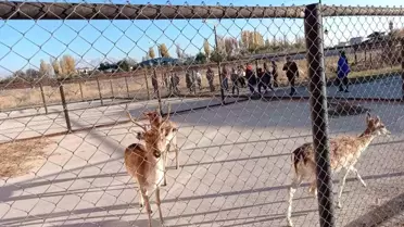 Van Yaban Hayvanları Koruma ve Rehabilitasyon Merkezi, Engelliler Günü'nde öğrencileri ağırladı