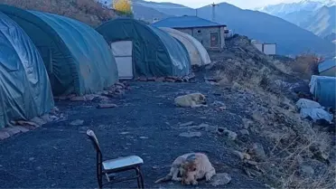 Hakkari'deki Üs Bölgelerindeki Can Dostlar Sağlık Taramasından Geçirildi