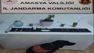 Amasya'da uyuşturucu operasyonu: 1 şüpheli gözaltına alındı