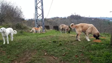 Ünye Belediyesi tarafından mama üretim tesisinde üretilen 4 ton kuru mama sokak hayvanlarına dağıtıldı