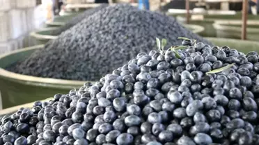 Marmarabirlik, ortaklarına 332 milyon TL ödeme yapacak