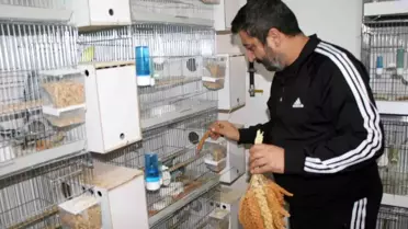 Bozüyük'te Show Jumbo cinsi muhabbet kuşları yetiştiriliyor