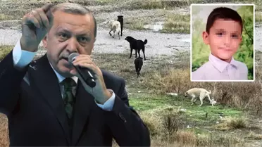 Ankara'daki vahşete sessiz kalamadı! Cumhurbaşkanı Erdoğan'dan sokak köpekleri mesajı: Bu sorunu çözüme kavuşturacağız