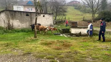 Gökçebey İlçe Jandarma Komutanlığı, başıboş dolaşan hayvanları sahibine teslim etti