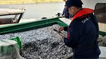 Kurucaşile'de Yasak Boyutunda İstavritlere El Konuldu