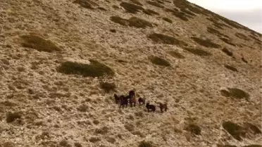 Akdağ Yaylası'ndaki Yılkı Atları Dron ile Görüntülendi
