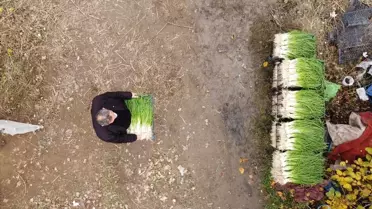 Bilecik'te yeşil soğan hasadı başladı