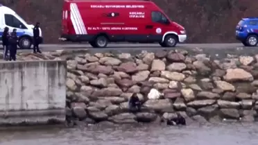 Gebze'de Mantar Toplamak İçin Giden Vatandaş, Cinayet Kurbanının Cesedini Buldu