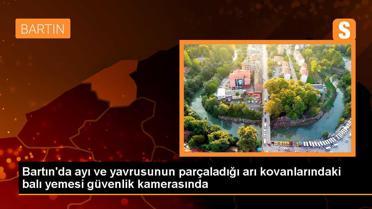 Ayılar arı kovanlarını parçalayıp bal yedi