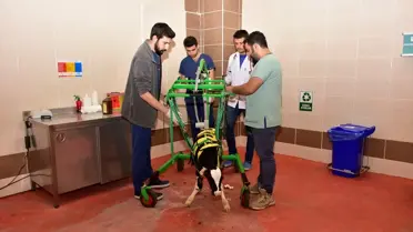 MAKÜ Hayvan Hastanesi'nde sakat doğan buzağılar için yürüme aracı geliştirildi