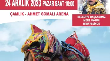 Bayramiç'te Geleneksel Deve Güreşi Festivali